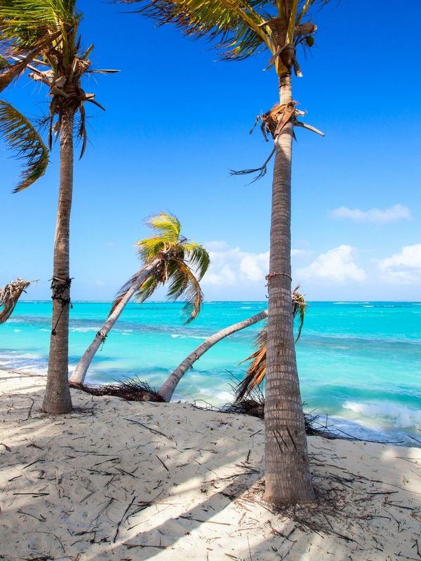 Anguilla - Coconut Tree